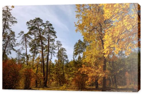 trees with yellow and green leaves in autumnal park at day 