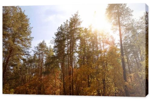 sun, trees with yellow and green leaves in autumnal park at day 