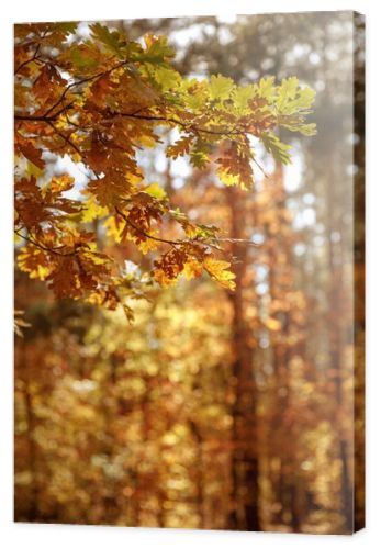 selective focus of trees with yellow and green leaves in autumnal park at day 