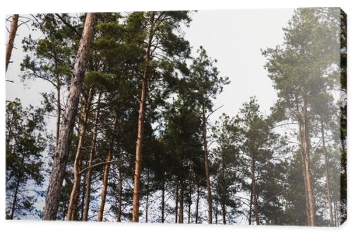 low angle view of green trees against sky 