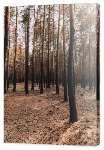 ground and tall trees in summer forest 