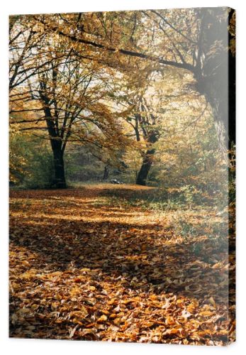 Sunshine on fallen autumn leaves in park