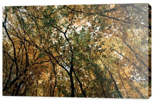 Bottom view of autumnal trees with twigs in forest 