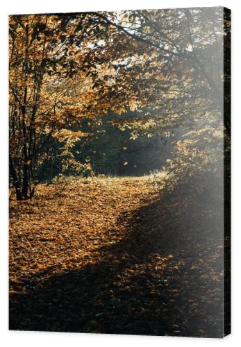 Sunlight on fallen yellow leaves in autumn forest 