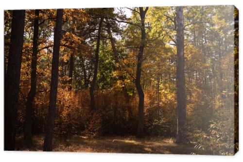 scenic autumnal forest with trees in sunlight