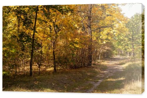 scenic autumn forest with golden foliage and path in sunlight