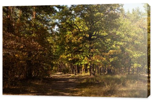 scenic autumnal forest with golden foliage and path in sunlight