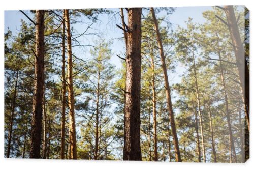 scenic autumnal forest with wooden tree trunks in sunlight