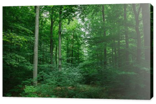 beautiful leafy trees in forest in Wurzburg, Germany