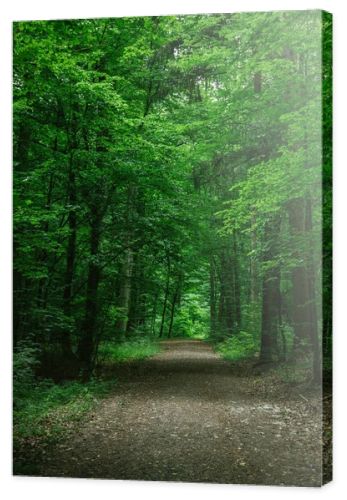 rural road in green beautiful forest in Wurzburg, Germany