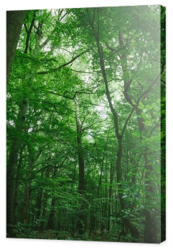 trees with green leaves in forest in Wurzburg, Germany