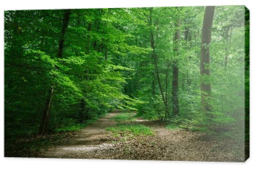 path between trees in green beautiful forest in Wurzburg, Germany