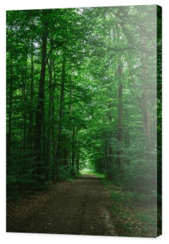 narrow road in green beautiful forest in Wurzburg, Germany