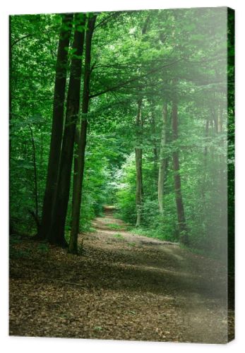 road in green beautiful forest in Wurzburg, Germany