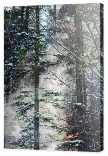 forest in carpathians with sunshine through green trees branches