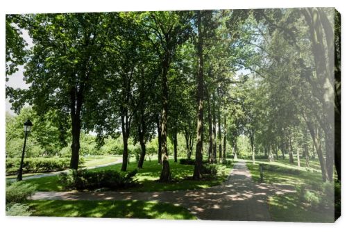 sunlight on path with shadows from trees and bushes in park 