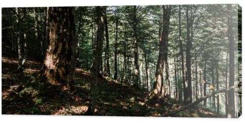 panoramic shot of shadows on ground near trees with green fresh leaves in forest 