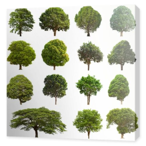 isolated tree green set is located on a white background.Collection of isolated tree green on white background Tropical tree