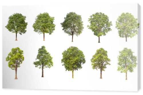  tree isolated on white background ,The collection of trees. Large trees database Botanical garden organization elements of Asian nature in Thailand, tropical trees isolated used for design,