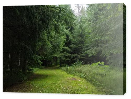 beautiful green forest in summer