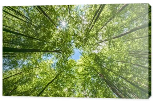 A vibrant view from below a dense green canopy where the sunlight softly filters through the leaves above