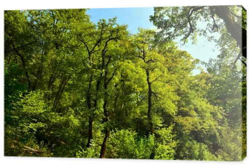 Tall trees in a temperate, deciduous, broadleaf european forest lit by sunlight