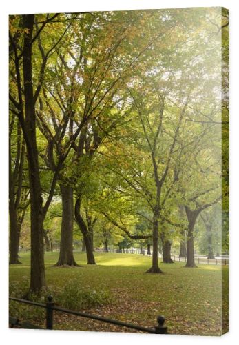 park with picturesque green trees in New York City