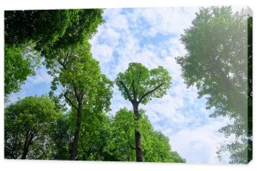 green forest in the morning