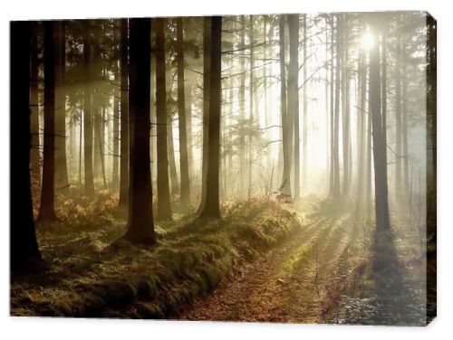 Forest path at sunset