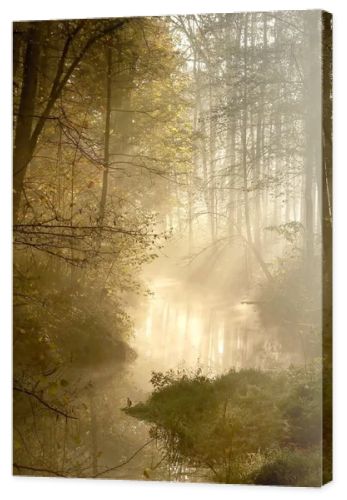 Sunlight falls into misty forest