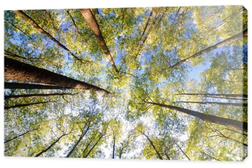 Looking up in forest