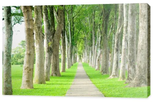 Road through row of trees