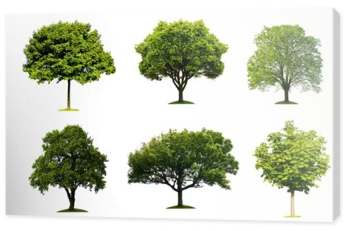 Collection of isolated summer tree