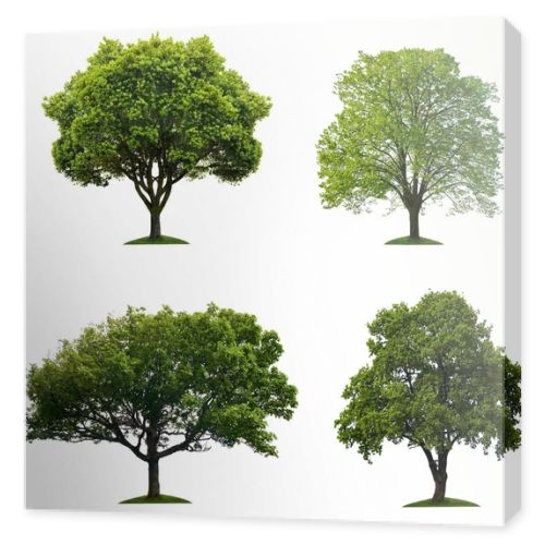 Trees isolated