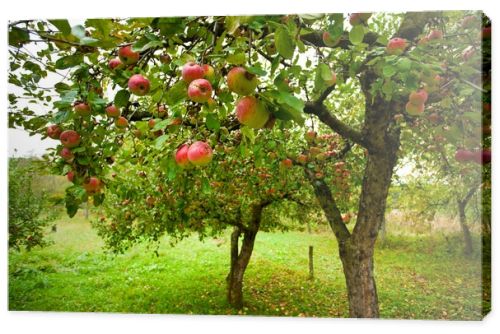 Apple trees with red apples