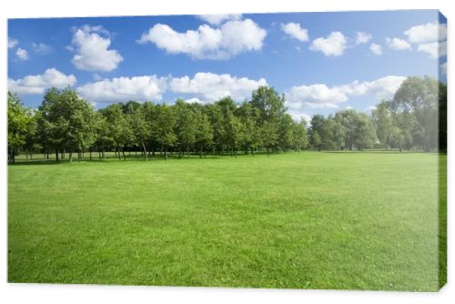 Summer landscape of grass and trees.