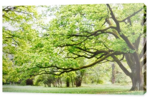 Tree, park