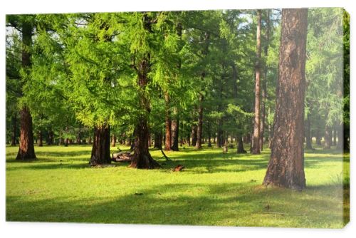 Pine forest