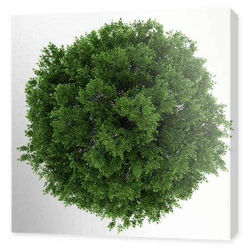 Top view of small-leaved lime tree isolated on white background