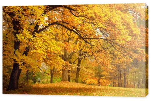 Autumn / Gold Trees in a park