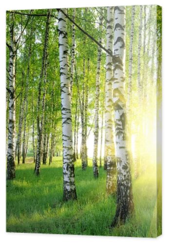 Birch trees