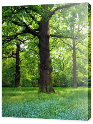 Magical oak trees