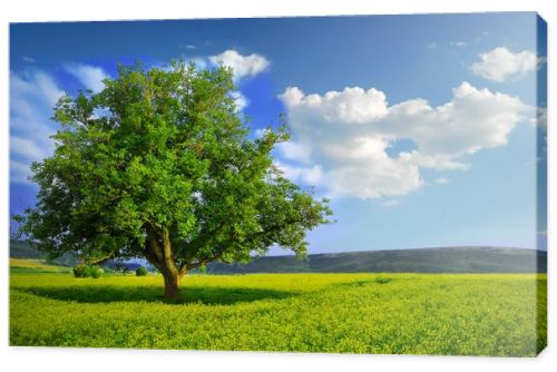 Lonely Tree in a Yellow Field