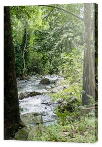 scenic view of river, trees with green foliage and rocks, Bali, Indonesia