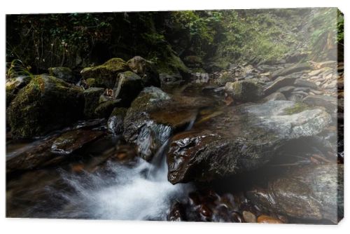 water flowing on wet rocks near green leaves in woods 