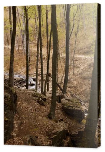 River stream waterfall in forest landscape, tranquil waterfall scenery in the middle of green forest