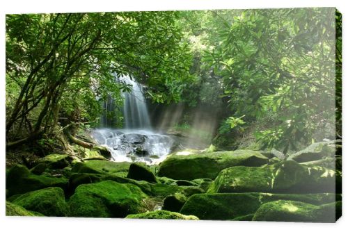 Rain Forest Waterfall