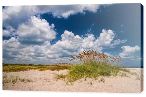 Sea Oats