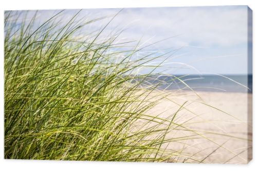 Beach grass