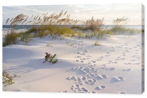 Footprints in the Dunes